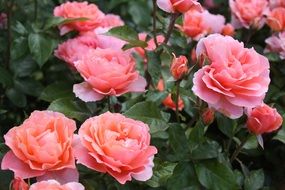 Garden Rose Festival