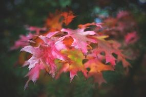 unusually beautiful red Leaves Autumn