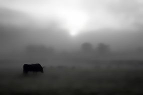 foggy countryide