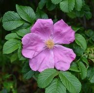 pink wild rose flower on a bush