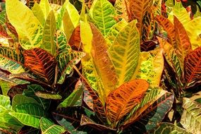 Croto Sheets Of Colors