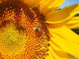small bee on a huge sunflower