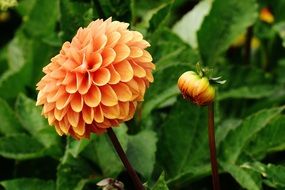 closeup picture of orange dahlia flower in autumn