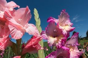 pink gladioli under the sun