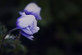 closed purple crocus bud