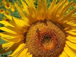 Bee on tubular flowers of Sun Flower