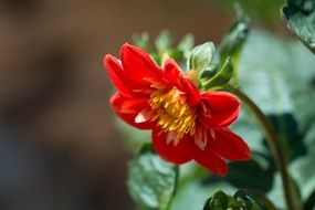 floral photography
