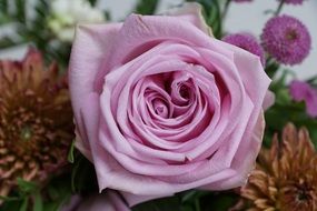 pink rose and wilted daisies in a bouquet