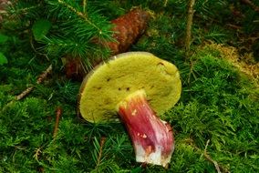 mushroom on a green forest floor