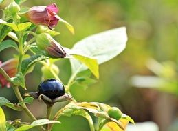 black belladonna berries