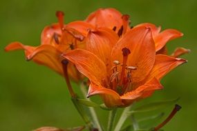 orange lilies on a green background