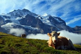 resting cows in swiss alps