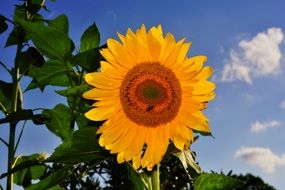 open Sunflower at greenery