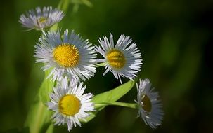 white daisies on a green blurred background
