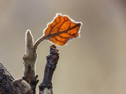 yellow leaf on a branch in autumn