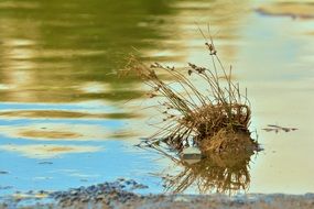 dry Grasses in Water
