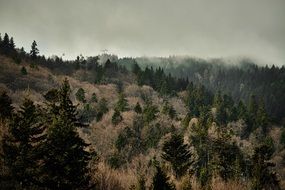 panorama of the forest in the mountains