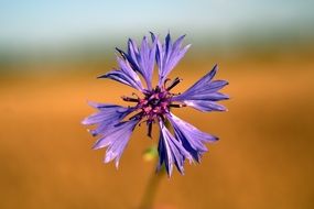 cornflower is a wildflower