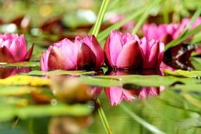 charming water lily flowers