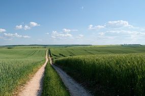 rural road between green fields