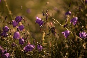 round leaved bellflower close