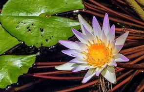 pointed white lotus in the pond