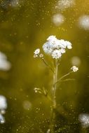 White ranunculus field