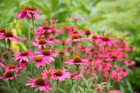 pink daisies in a flower bed in a botanical garden