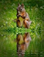 brown Squirrel eating on grass at water