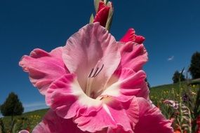 pink gladiolus is a summer flower