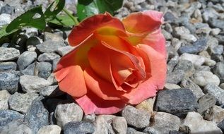 Rosa Fishing