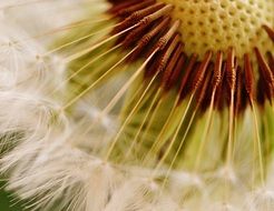 dandelion plant macro