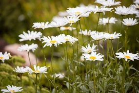 blooming white daisies in a green meadow