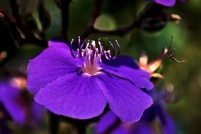 delicate wild purple flower