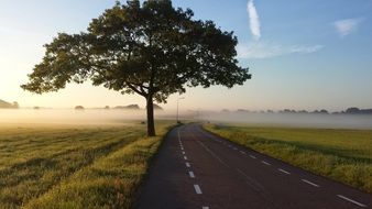 lonely tree grows by a country road in the background of dawn