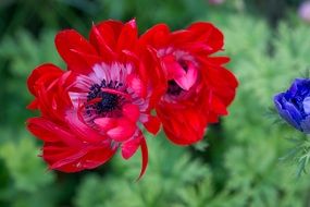 red anemones in the garden close-up
