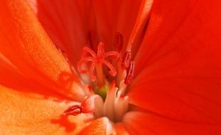 geranium flower stamens, macro