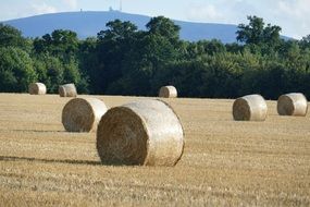 many straw bales on the field