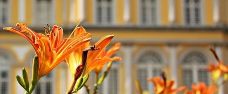 orange lilies on the background of the building