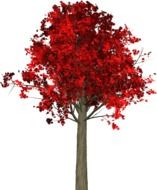 graphic image of a bright tree with red leaves