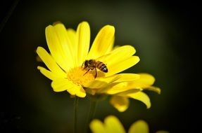 wasp on a yellow camomile