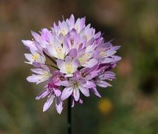 light purple spring flower