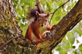 brown squirrel on a tree close up