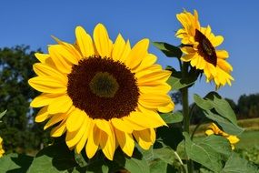 Summer sunflower field