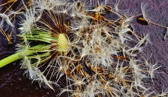 dandelion with seeds on the ground