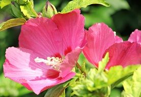 pink hibiscus in bloom