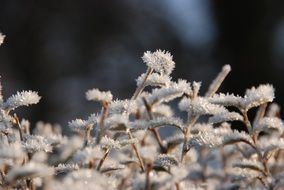 extraordinary beautiful Winter Frost Ripe