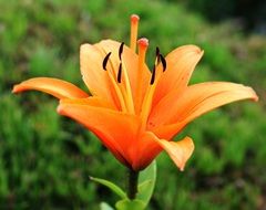 wonderful Lily Early Flower