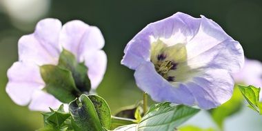 tenser violent Poison Berry Flower