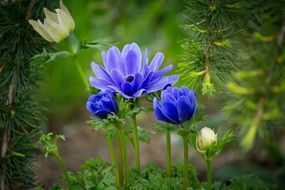 unimaginable Anemone flower
